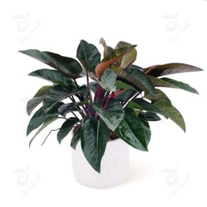 Chậu Gốm Lư Tròn Vát