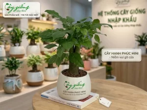 | Tháng 4 2026 Các mẫu cây hạnh phúc đẹp, khỏe mạnh tại Cây Giống Nhập Khẩu