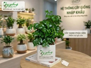 | Tháng 4 2026 Mẫu cây hạnh phúc mini