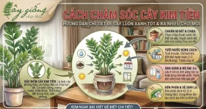 Chia Sẻ Cách Chăm Sóc Cây Kim Tiền Xanh Tốt, Ra Hoa Đẹp