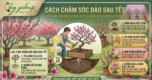 Hướng Dẫn Chi Tiết Cách Chăm Sóc Đào Sau Tết Đúng Cách
