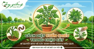 Cách Diệt Cuốn Chiếu Trong Chậu Cây Hiệu Quả Và An Toàn