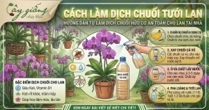 5 Cách Làm Dịch Chuối Tưới Lan Đúng Kỹ Thuật, Hiệu Quả Cao
