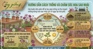 Chi Tiết Cách Trồng Hoa Sao Nhái Tại Nhà Ra Hoa Rực Rỡ