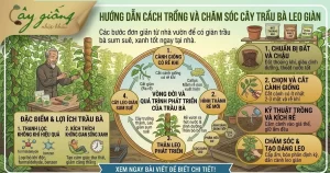 Cách Trồng Cây Trầu Bà Xanh Tốt, Hút Tài Lộc, Sống Khỏe