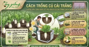 Cách Trồng Củ Cải Trắng Đơn Giản, Củ To, Mập, Năng Suất Cao