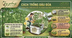 Hướng Dẫn Cách Trồng Đậu Đũa Chuẩn, Sai Quả, Ít Sâu Bệnh