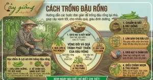 Cách Trồng Đậu Rồng Tại Nhà Sai Quả, Nhanh Thu Hoạch