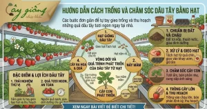 Cách Trồng Dâu Tây Bằng Hạt Nảy Mầm Nhanh, Sai Quả