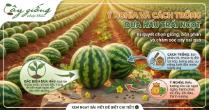 Cách Trồng Dưa Hấu Cho Quả To, Ngọt Lịm, Năng Suất Cao