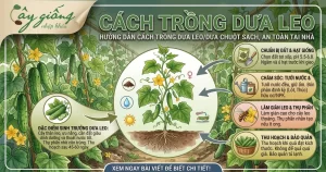 Cách Trồng Dưa Leo Tại Nhà Đúng Kỹ Thuật, Sai Trĩu Quả