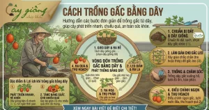 Cách Trồng Gấc Bằng Dây Đúng Kỹ Thuật, Sai Trĩu Quả