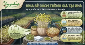 Chia Sẻ Cách Trồng Giá Đỗ Sạch, Trắng Giòn, An Toàn Tại Nhà