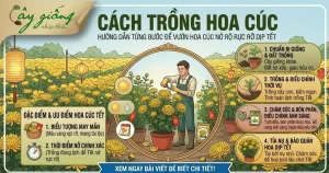 Cách Trồng Hoa Cúc Nở Rực Rỡ, Ra Hoa Chuẩn Kịp Tết