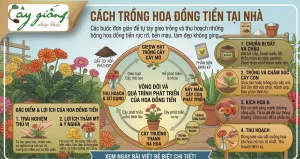 Bật Mí Cách Trồng Hoa Đồng Tiền Nở Đẹp, Đúng Kỹ Thuật