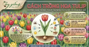 Cách Trồng Hoa Tulip Đơn Giản, Dễ Chăm, Nở Đẹp Mê Ly