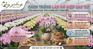 Cách Trồng Lan Hồ Điệp Sau Tết - Bí Quyết Phục Hồi Cây Khỏe, Ra Hoa Đẹp