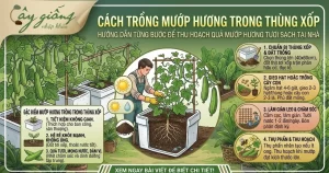 Cách Trồng Mướp Hương Trong Thùng Xốp Cho Quả To Và Dài