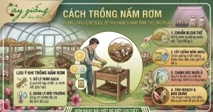 Cách Trồng Nấm Rơm Tại Nhà Năng Suất Cao, Kỹ Thuật Chuẩn
