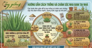 Cách Trồng Nha Đam Bẹ To, Mọng Nước, Chuẩn Kỹ Thuật