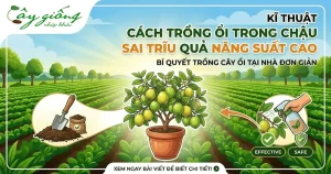 Kĩ Thuật Cách Trồng Ổi Trong Chậu Sai Trĩu Quả Năng Suất Cao