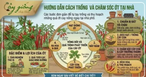 Cẩm Nang Hướng Dẫn Cách Trồng Ớt Tại Nhà Sai Trĩu Quả