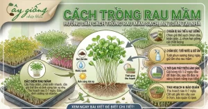 Hướng Dẫn Cách Trồng Rau Mầm Tại Nhà Sạch, Lớn Nhanh
