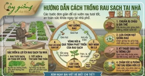 Cách Trồng Rau Sạch Tại Nhà Đơn Giản, 100% Nảy Mầm