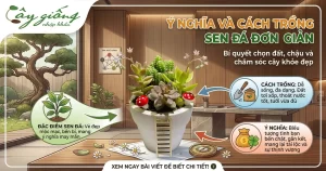 Hướng Dẫn Cách Trồng Sen Đá Giúp Cây Sống Khỏe 100%