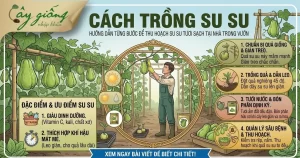 Hướng Dẫn Cách Trồng Su Su Tại Nhà Sai Trĩu Quả, Nhiều Ngọn