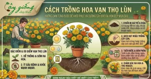 Cách Trồng Hoa Vạn Thọ Lùn Nở To Rực Rỡ Đúng Dịp Tết