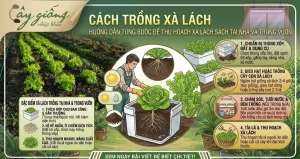 Cách Trồng Xà Lách Xanh, Sạch, Búp To Tại Nhà Cực Đơn Giản
