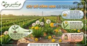 Cây Bồ Công Anh Có Tác Dụng Gì? Cách Trồng Ra Sao?