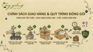 Quy trình đóng gói và chính sách giao hàng