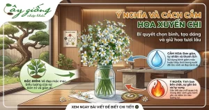 Hoa Xuyến Chi - Tác Dụng Chữa Bệnh, Ý Nghĩa Và Cách Trồng