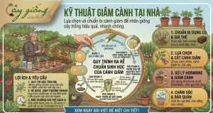 Kỹ Thuật Giâm Cành Ra Rễ Nhanh, Đảm Bảo Cây Sống 100%