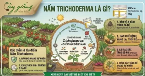Nấm Trichoderma Là Gì? Cơ Chế, Tác Dụng Và Cách Sử Dụng