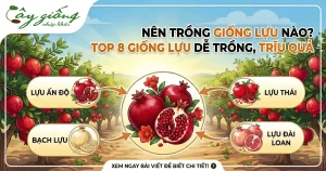 Nên Trồng Giống Lựu Nào? Top 8 Giống Lựu Dễ Trồng, Trĩu Quả
