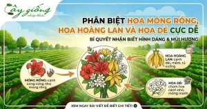 Phân Biệt Hoa Móng Rồng, Hoa Hoàng Lan Và Hoa Dẻ Cực Dễ