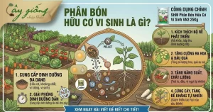 Phân Bón Hữu Cơ Vi Sinh Là Gì? Vai Trò Và Cách Bón Chuẩn
