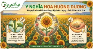 Ý Nghĩa Hoa Hướng Dương - Biểu Tượng Của Sự Lạc Quan