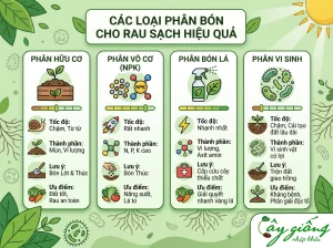 Cách Bón NPK Cho Rau Cải Chuẩn, Hiệu Quả, Tăng Năng Suất