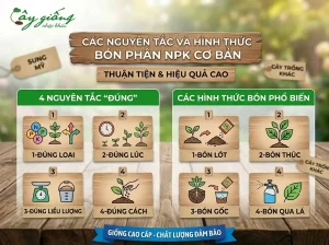 Các nguyên tắc và hình thức bón phân NPK cơ bản