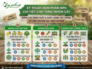 Kỹ thuật bón phân NPK chi tiết cho từng nhóm cây tại Cây Giống Nhập Khẩu