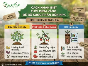Cách nhận biết thời điểm vàng để bổ sung phân bón NPK