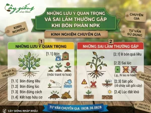 Những lưu ý quan trọng và sai lầm thường gặp khi bón phân NPK