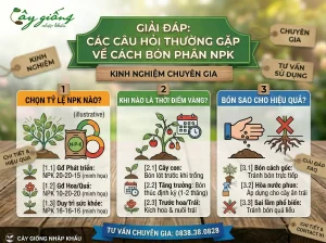 Các câu hỏi thường gặp về cách bón phân NPK