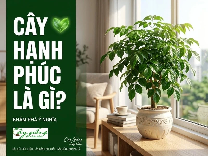 | Tháng 4 2026 Cây hạnh phúc là gì?