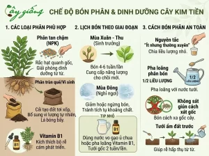 Chia Sẻ Cách Chăm Sóc Cây Kim Tiền Xanh Tốt, Ra Hoa Đẹp