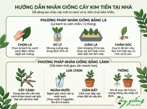Chia Sẻ Cách Chăm Sóc Cây Kim Tiền Xanh Tốt, Ra Hoa Đẹp